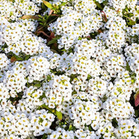 Alyssum Aphrodite White Flower Seeds for Planting in Borders or Pots