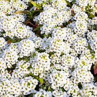 Tiny (Tiny Tim) seeds for planting in home garden