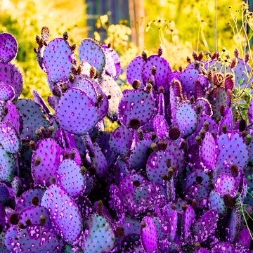 Purple Prickly Pear Cactus Live Plant with vibrant purple pads in a decorative pot.