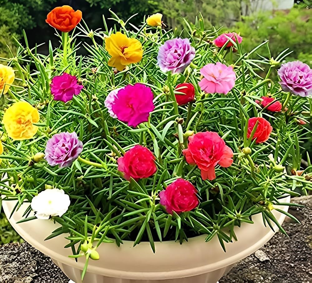 Portulaca Flower seeds for Planting - Drought Tolerant, Heirloom & GMO Free Seeds for Home Garden