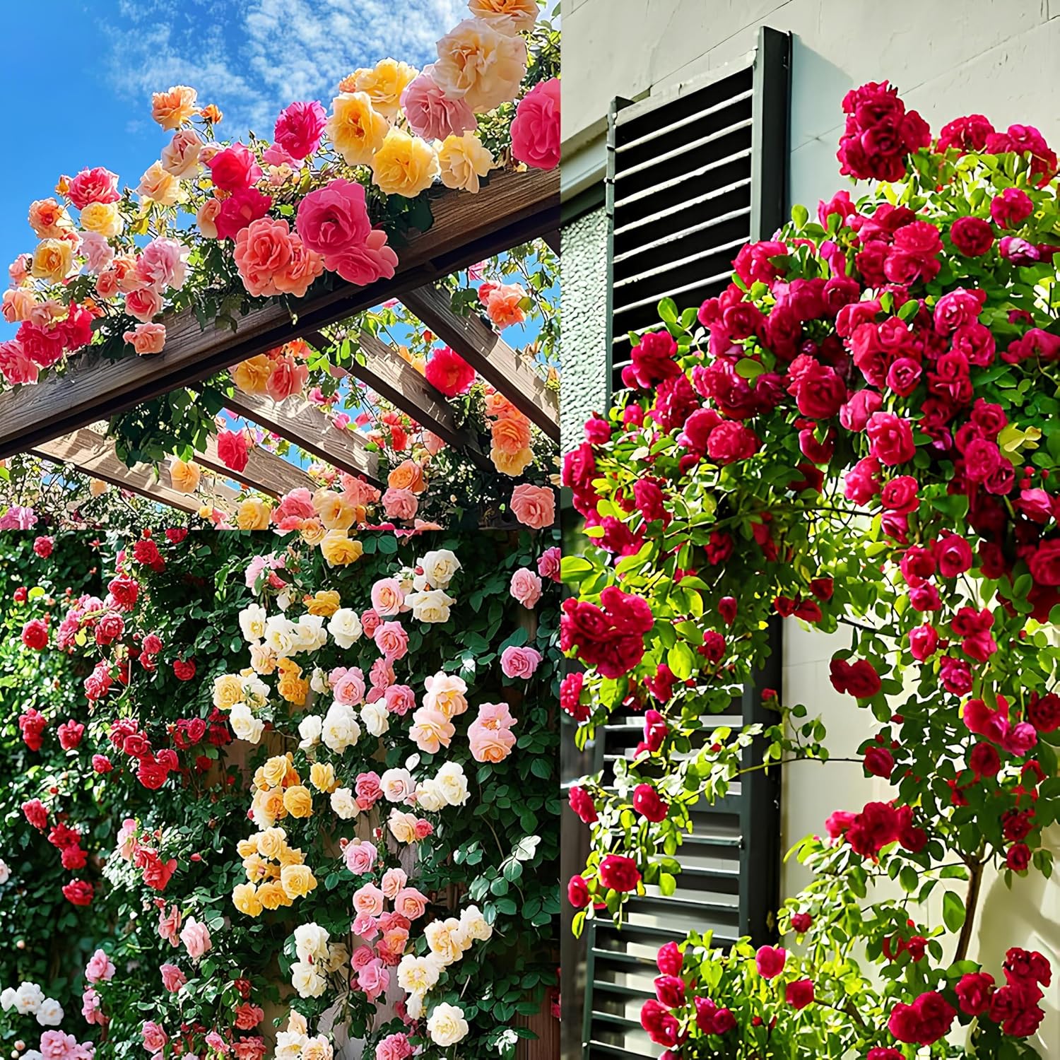 Mixed Color Climbing Rose Flower Seeds for Planting Garden Favorite Heirloom & GMO Free Seeds for Home Garden
 
 Sale