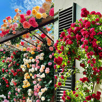 Climbing RoseFlower seeds for Planting Garden Favorite Heirloom & GMO Free Seeds for Home Garden