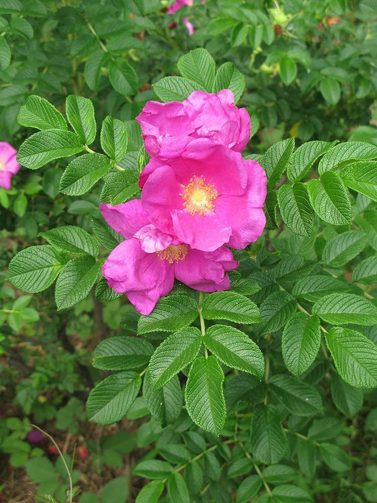 Pink Rugosa Rose Flower seeds for Planting - Vibrant Colors, Heirloom & GMO Free Seeds for Home Garden