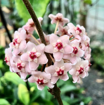 Light Pink Carnosa Flower Seeds Compact Growth Heirloom & GMO Free Seeds for Home Garden
 
 Sale