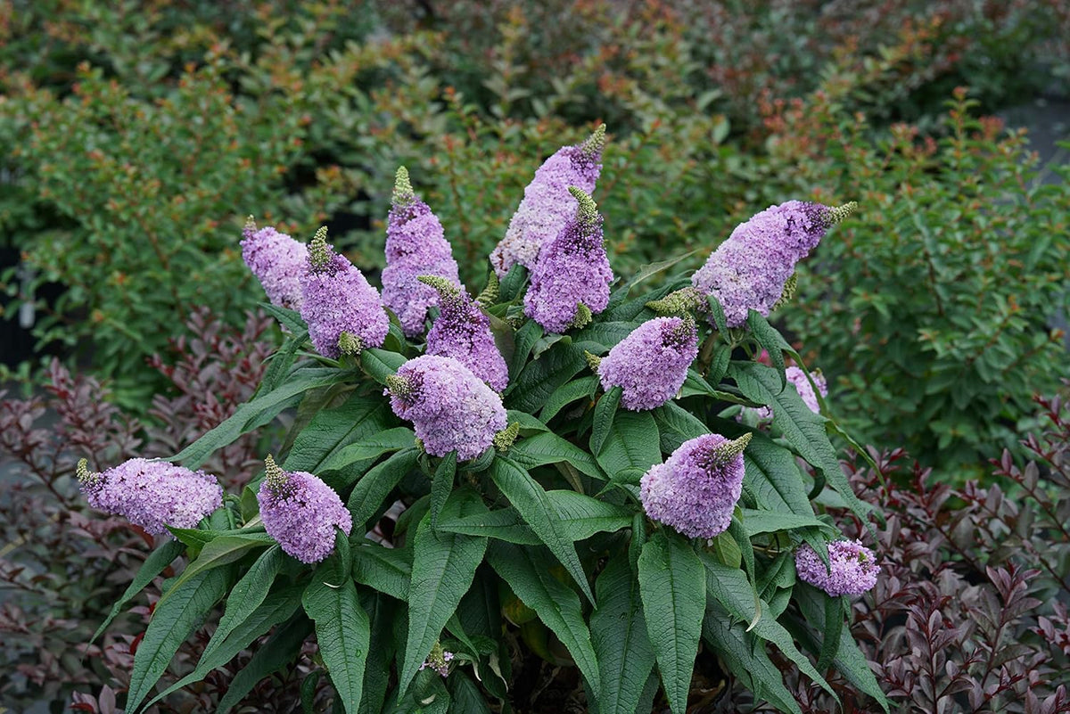 Bush Buddleia Flower seeds for Planting - Shade Tolerant, Heirloom & GMO Free Seeds for Home Garden
 
 Sale seeds for planting in home garden