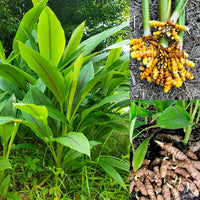 Natural turmeric rhizomes arranged for gardening and culinary use.