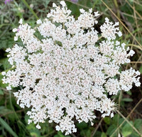 Queen Anne's Lace Daucus carota Flower Seeds for Planting in Flower Bed and Garden