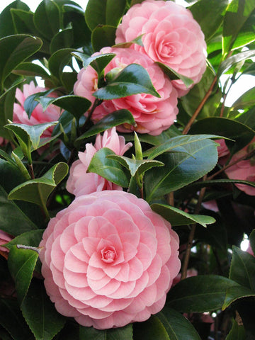 Camellia Flower seeds for Planting Long Bloom Season Heirloom & GMO Free Seeds for Home Garden