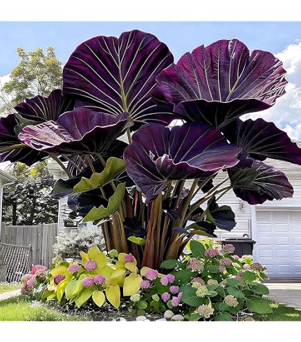 Colocasia Gigantea Elephant Ear plant with large tropical leaves in a garden setting.
