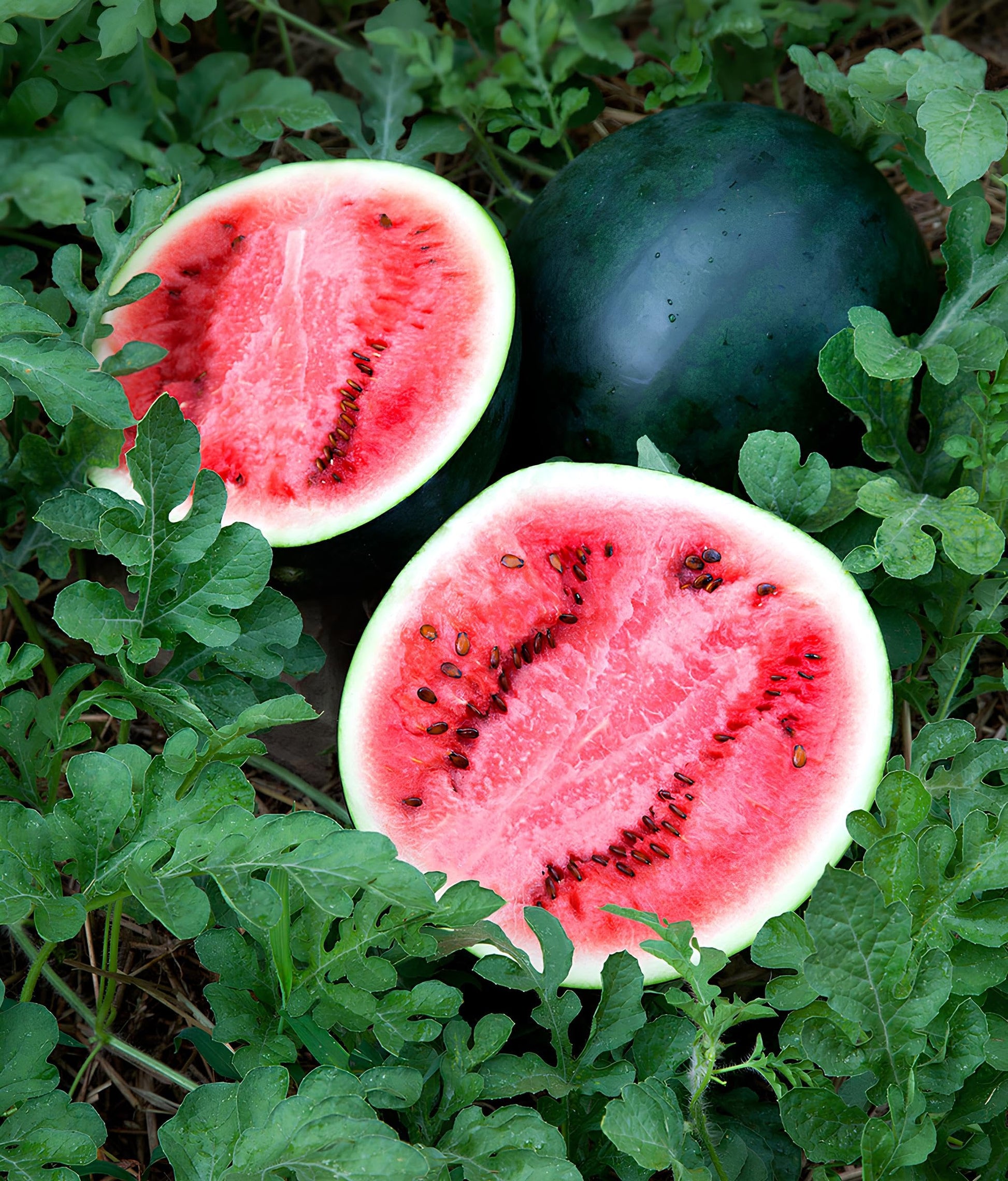Sugar Baby Watermelon Seeds – Compact Sweet Watermelon Variety for Garden Growing