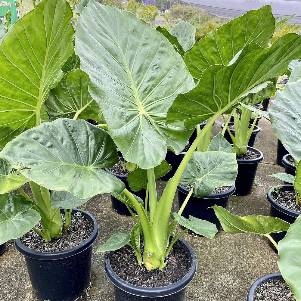 Elephant Ear Bulb | Lush Tropical Foliage Plant for Garden Planting