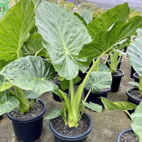 Elephant Ear Bulb | Lush Tropical Foliage Plant for Garden Planting