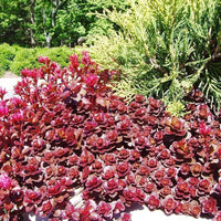 Sedum Voodoo Succulent Flower Seeds for Planting