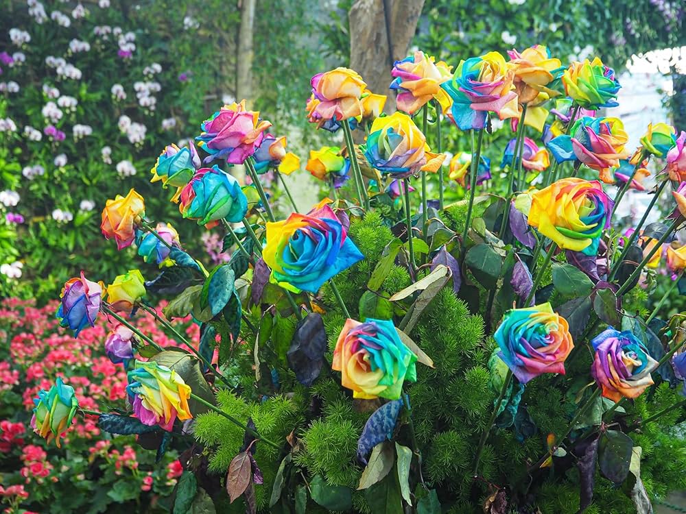 Mixed Rose Rainbow Bonsai seeds for Planting - Low Maintenance, Heirloom & GMO Free Seeds for Home Garden
