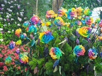 Mixed Rose Rainbow Bonsai seeds for Planting - Low Maintenance, Heirloom & GMO Free Seeds for Home Garden