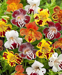 Mixed Mimulus seeds for Planting - Garden Favorite, Heirloom & GMO Free Seeds for Home Garden