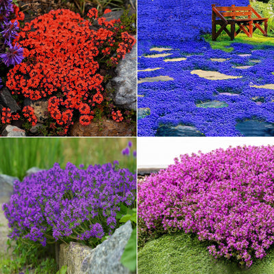 100 Pcs