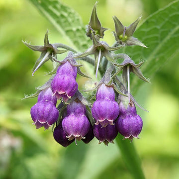 Purple Symphytum Flower seeds for Planting - Colorful Display, Heirloom & GMO Free Seeds for Home Garden
 
 Sale seeds for planting in home garden