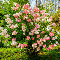 Vanilla Strawberry Hydrangea Hydrangea macrophylla Flower Seeds for Planting in Garden