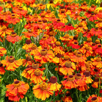 Helenium Sneezeweed Flower Seeds