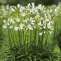 Agapanthus Flower seeds for Planting - Pollinator Friendly, Heirloom & GMO Free Seeds for Home Garden