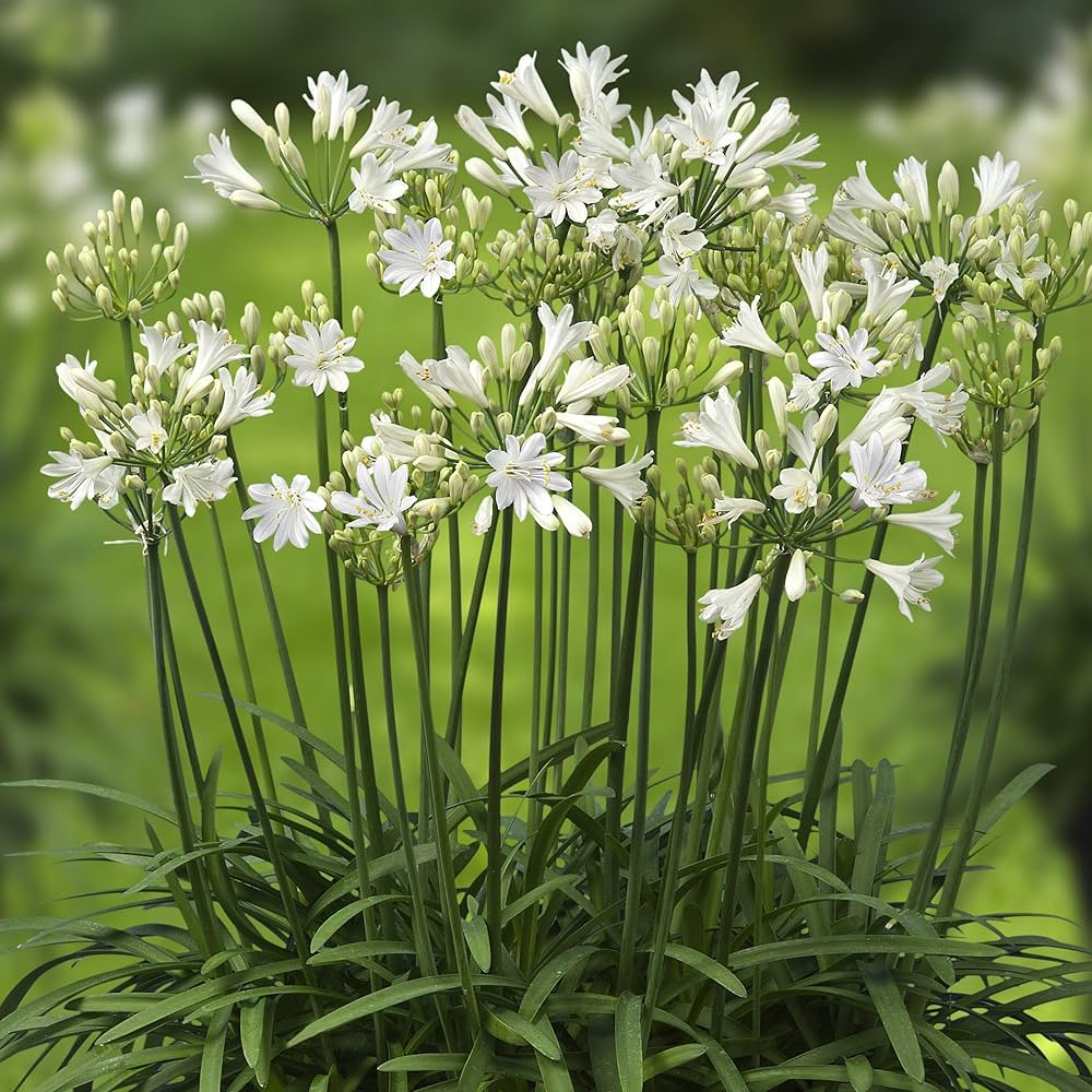 White Agapanthus Flower seeds for Planting - Cottage Garden Essential, Heirloom & GMO Free Seeds for Home Garden