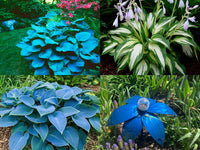Hosta Mix Flower Planting Seeds for Lush Garden Design - Perennial Seed Collection