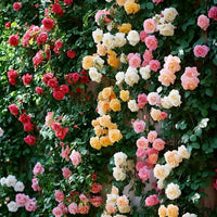 Mixed Ruby Rose Flower Seeds for Planting Perfect for Borders Heirloom & GMO Free Seeds for Home Garden
 
 Sale