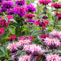 Bee Balm flower seeds for planting in home gardens and outdoor flower beds.