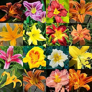 100 Pcs
