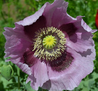 Mohnblumensamen Papaver somniferum Flower Seeds for Planting in Garden and Wildflower Bed