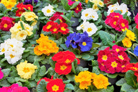 Primrose Primula Vulgaris Flower Seeds