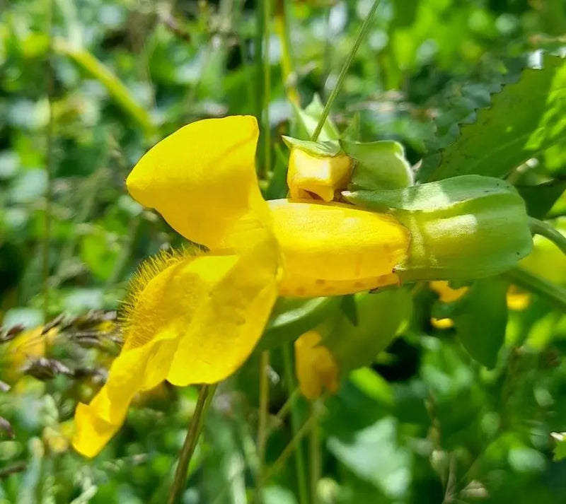Yellow Erythranthe Flower seeds for Planting - Wildflower Mix, Heirloom & GMO Free Seeds for Home Garden