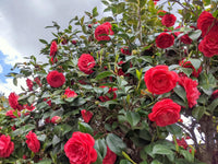 Camellia Flower seeds for Planting Low Maintenance Heirloom & GMO Free Seeds for Home Garden