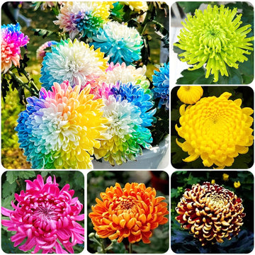 Rainbow Chrysanthemum Flower seeds for Planting - Pollinator Friendly, Heirloom & GMO Free Seeds for Home Garden