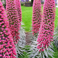 Echium Tree Echium spp Seeds for Planting in Flower Bed and Garden