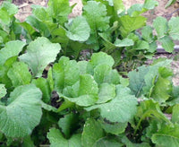 Seven Top Turnip Seeds – Heirloom Leafy Vegetable for Home Gardens