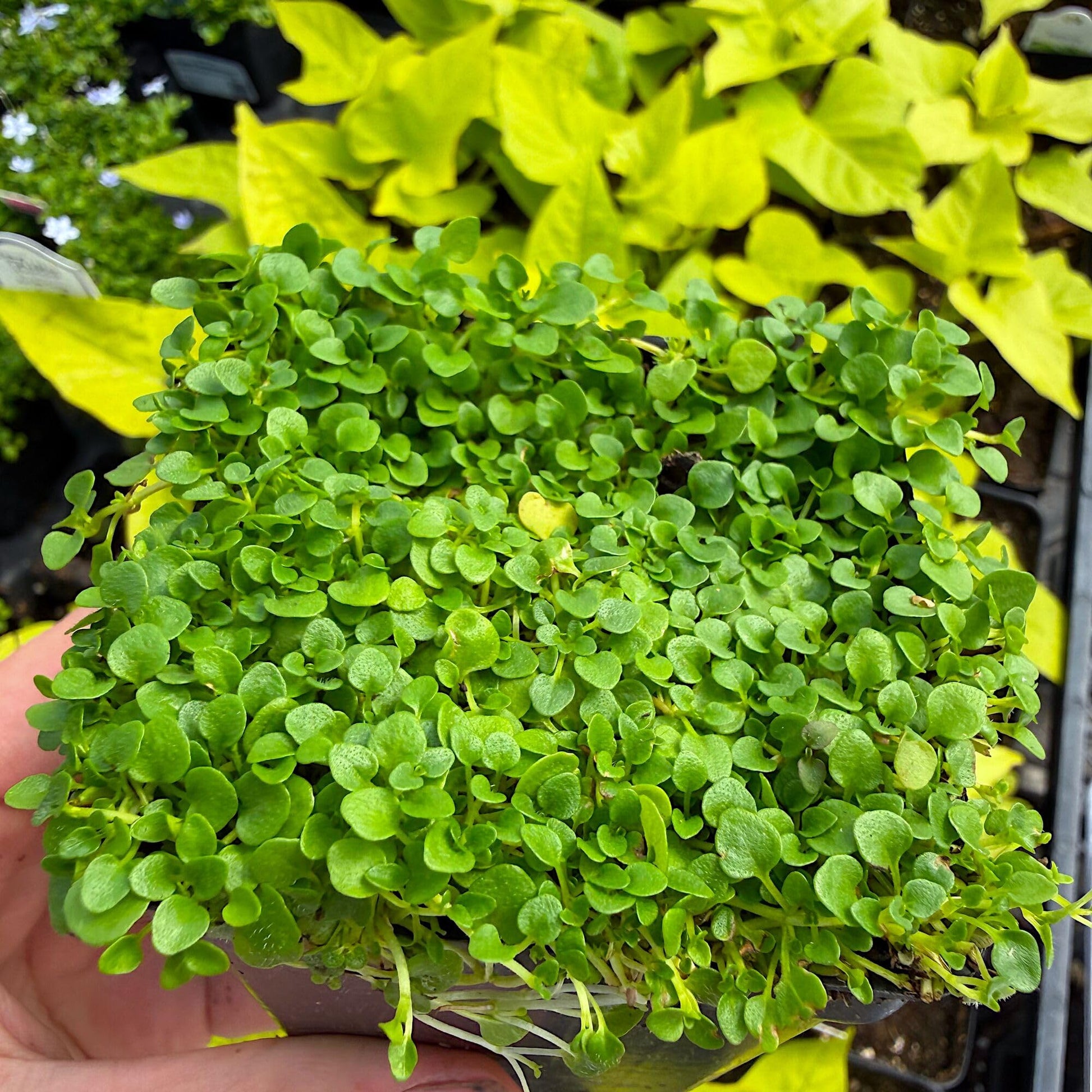 Corsican Mint (Mentha requienii) Herb Fragrant Ground Cover Flower Seeds