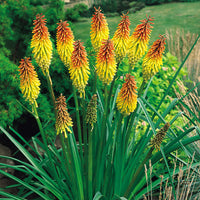 Red Hot Poker Flower Seeds for Planting Kniphofia Uvaria for Flower Borders