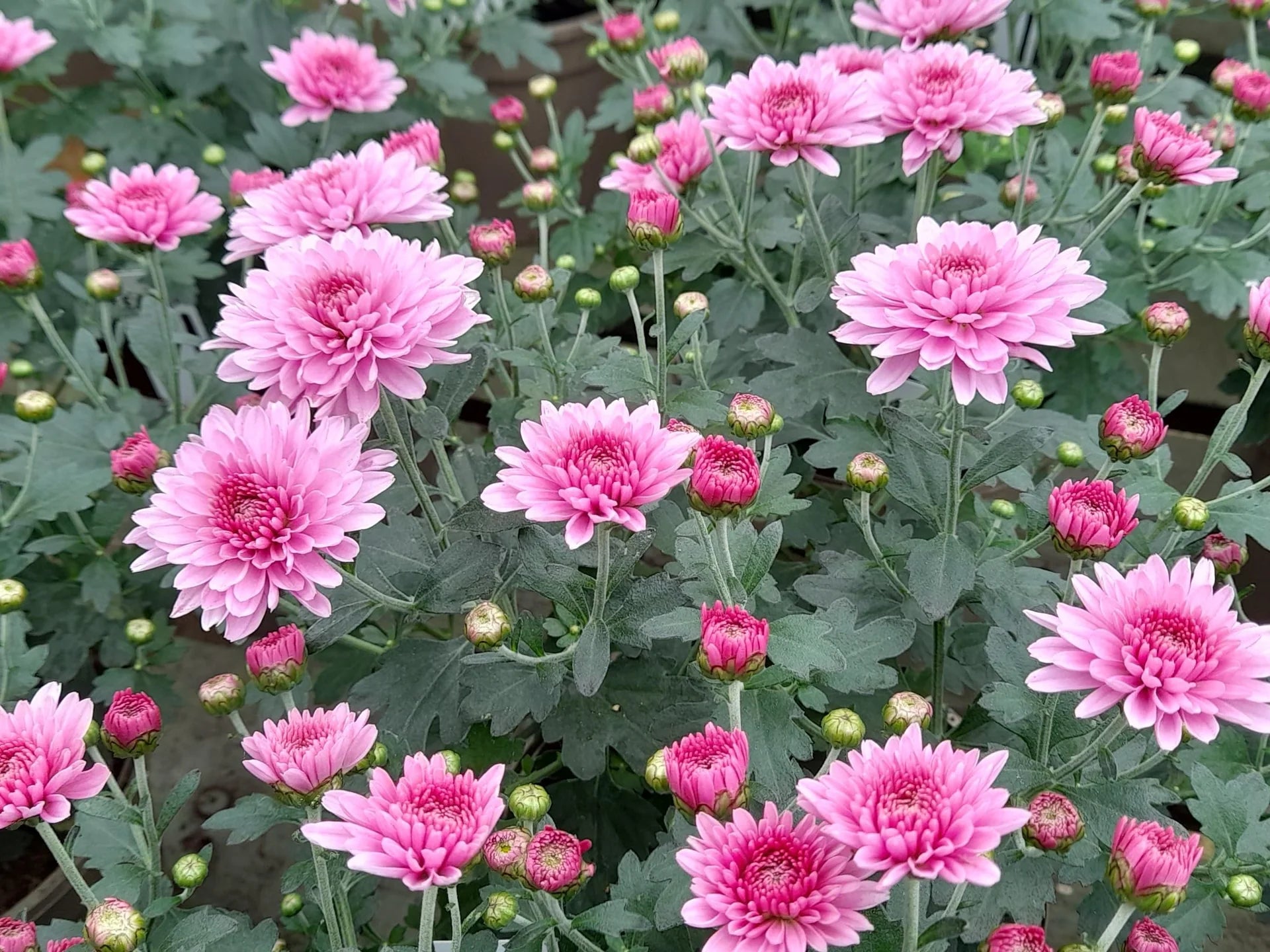 Yellow Pink Chrysanthemum Flower seeds for Planting Cut Flower Favorite Heirloom & GMO Free Seeds for Home Garden 
 
 Sale