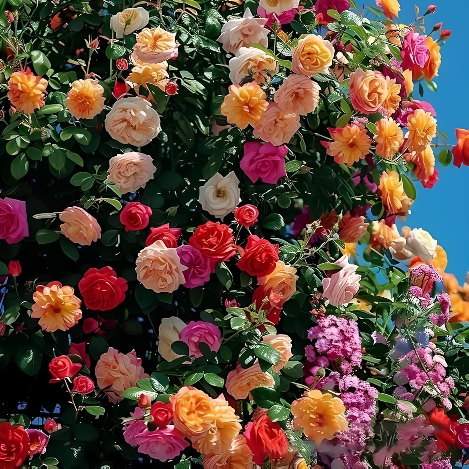 Yellow Pink Climbing Rose for Planting Premium Quality Heirloom & GMO Free Seeds for Home Garden 
 
 Sale