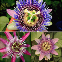 Passionflower Seeds for Planting Passiflora Incarnata trellis garden pollinator space