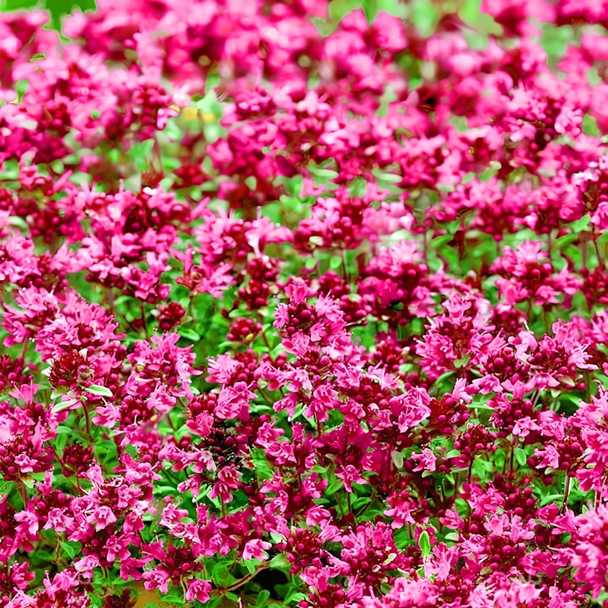 Tiny Red Creeping Thyme seeds for planting in garden landscapes