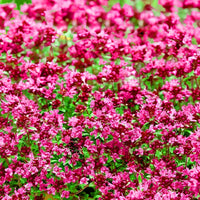 Tiny Red Creeping Thyme seeds for planting in garden landscapes