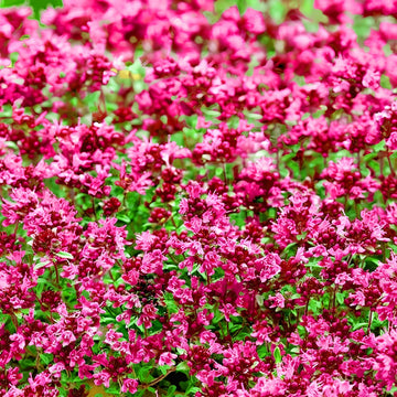 Tiny Red Creeping Thyme seeds for planting in garden landscapes