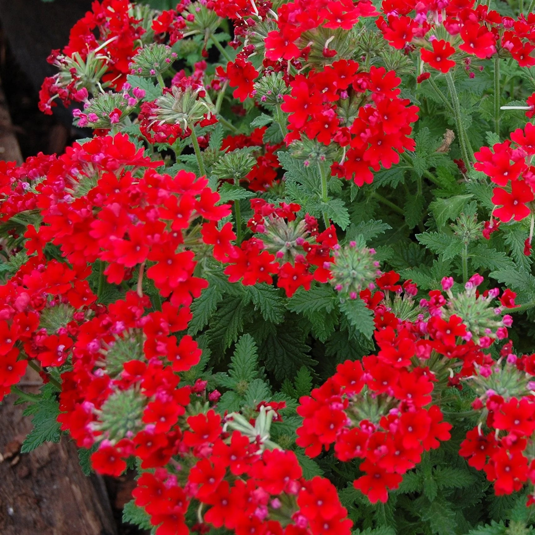Heirloom Scarlet Flower seeds for Planting Long Bloom Season Heirloom & GMO Free Seeds for Home Garden