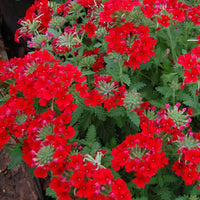 Heirloom Scarlet Flower seeds for Planting Long Bloom Season Heirloom & GMO Free Seeds for Home Garden