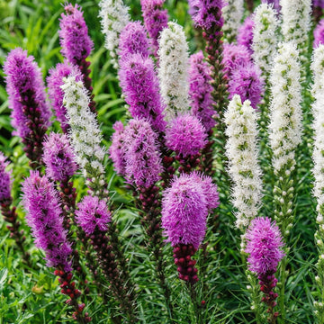 Liatris mix flowers for borders and containers
