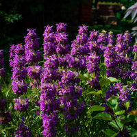 Violet Lemon Bee Flower seeds for Planting Cut Flower Favorite Heirloom & GMO Free Seeds for Home Garden 
 
 Sale