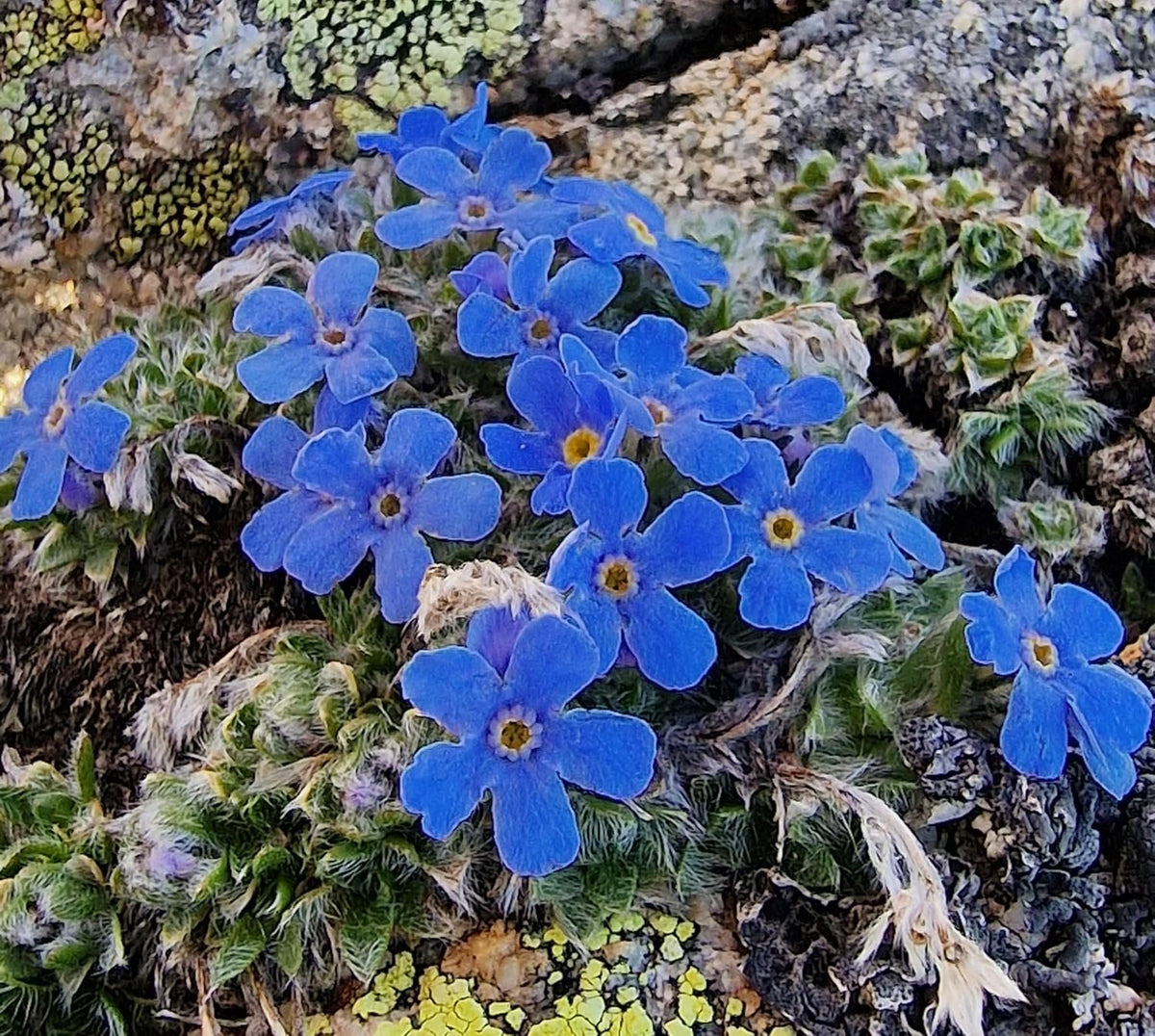 Alpine Flower seeds for Planting - Cottage Garden Essential, Heirloom & GMO Free Seeds for Home Garden
 
 Sale for planting in home garden.